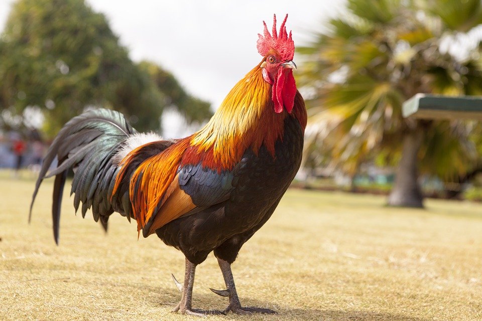 poultry